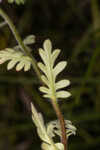 Prairie phacelia